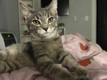 Rescue Domestic Short Hair Cats for Adoption in Pittsburgh, Pennsylvania - Ashley | PetCurious