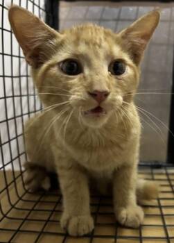 61309171 -  Domestic Medium Hair Cat for Adoption in El Paso, Texas - 61309171 | PetCurious