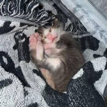 Figs F2 -  Domestic Short Hair Cat for Adoption in Edinburg, Texas - Figs F2 | PetCurious