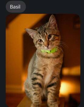 Basil -  Domestic Short Hair Cat for Adoption in Lewisburg, Pennsylvania - Basil | PetCurious