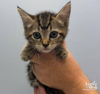Scrub -  Domestic Short Hair Cat for Adoption in Washington, District Of Columbia - Scrub | PetCurious