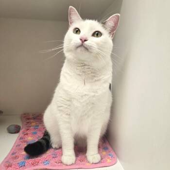 Lilly -  Domestic Short Hair Cat for Adoption in Champaign, Illinois - Lilly | PetCurious