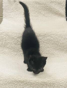 Midnight -  Domestic Short Hair Cat for Adoption in Seabrook, Texas - Midnight | PetCurious