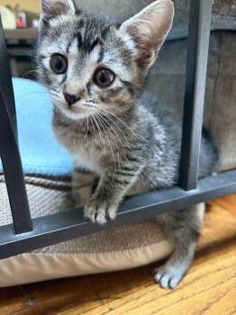 Honey -  Domestic Short Hair Cat for Adoption in Farmington, Minnesota - Honey | PetCurious
