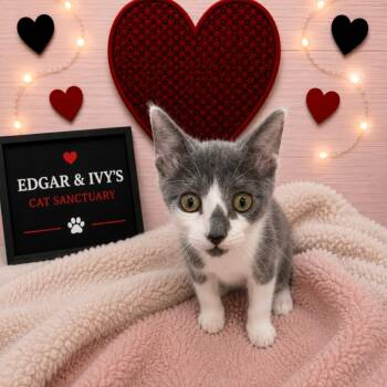 Harley -  Domestic Short Hair Cat for Adoption in Corpus Christi, Texas - Harley | PetCurious