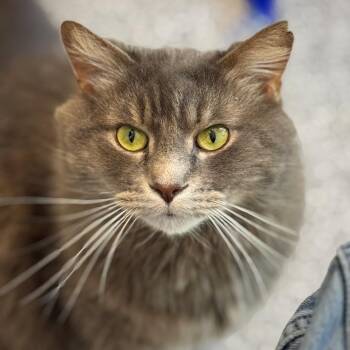 Logan (fka Fluffy) -  Domestic Medium Hair Cat for Adoption in Cumming, Georgia - Logan (fka Fluffy) | PetCurious