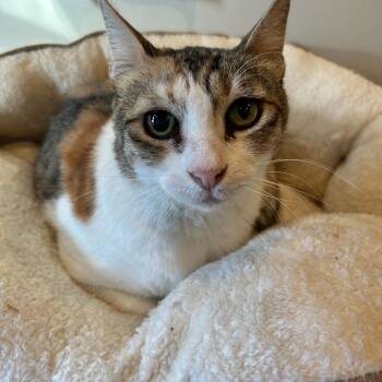 Rescue Oriental Short Hair Cats for Adoption in Alexandria, Virginia - Athena | PetCurious