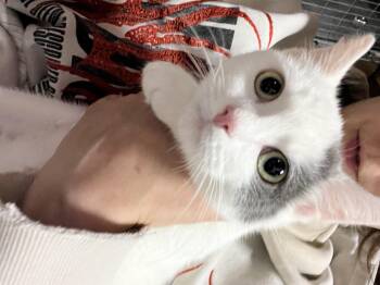 Rescue Domestic Short Hair Cats for Adoption in Vernon, Vermont - Greeley | PetCurious