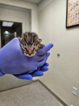 Cappuccino -  Domestic Short Hair Cat for Adoption in Disputanta, Virginia - Cappuccino | PetCurious