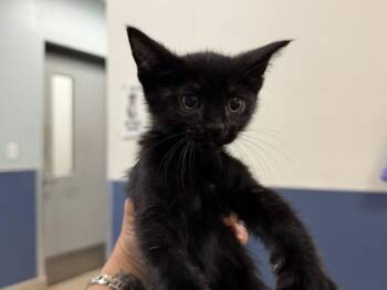 ANGELINO -  Domestic Medium Hair Cat for Adoption in Doral, Florida - ANGELINO | PetCurious