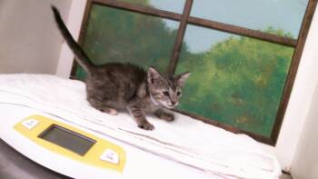 A2093983 -  Domestic Short Hair Cat for Adoption in Houston, Texas - A2093983 | PetCurious
