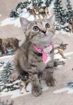 260649  Isolde -  Domestic Short Hair Cat for Adoption in Wetumpka, Alabama - 260649  Isolde | PetCurious