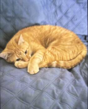 Dylan -  Tabby Cat Available for Adoption in Creve Coeur, Missouri - Dylan | PetCurious