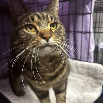 Rescue Tabby Cats for Adoption in Grand Rapids, Michigan - Royal Oak | PetCurious