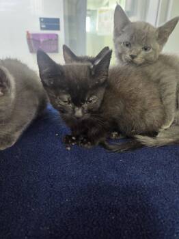 Rescue Domestic Short Hair Cats for Adoption in Fort Worth, Texas - 59801011 | PetCurious