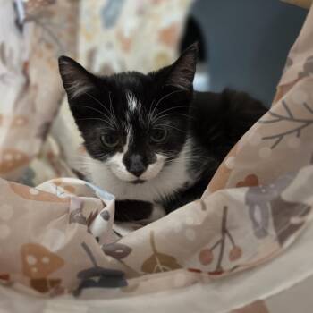 Janice -  Domestic Short Hair Cat for Adoption in Oshkosh, Wisconsin - Janice | PetCurious