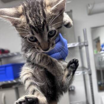 Fezco -  Domestic Short Hair Cat for Adoption in Philadelphia, Pennsylvania - Fezco | PetCurious