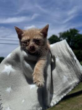 Monster Truck -  Domestic Short Hair Cat for Adoption in Disputanta, Virginia - Monster Truck | PetCurious