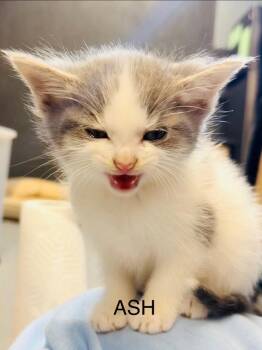 Domestic Short Hair Cats Available for Adoption in Fayetteville, Tennessee - Ash | PetCurious