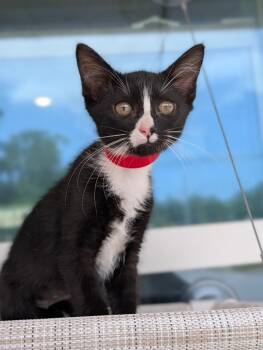 Domestic Short Hair Cats Available for Adoption in Kingsland, Georgia - Penelope | PetCurious