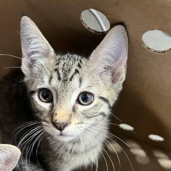 Tom -  Domestic Short Hair Cat for Adoption in Tampa, Florida - Tom | PetCurious