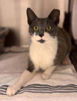 Domestic Short Hair Cats Available for Adoption in Madison, Georgia - Gabriella | PetCurious