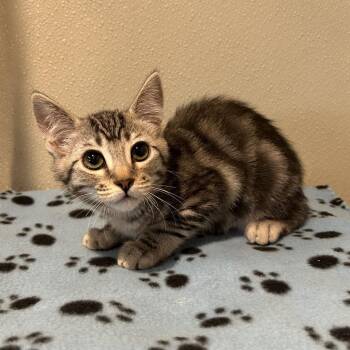 IVHS-Stray-141591 -  Domestic Short Hair Cat for Adoption in San Gabriel, California - IVHS-Stray-141591 | PetCurious