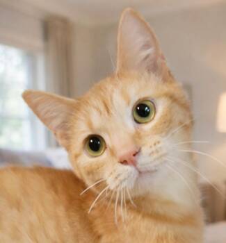 Domestic Short Hair Cats Available for Adoption - Kitten Apple Juice "AJ" | PetCurious