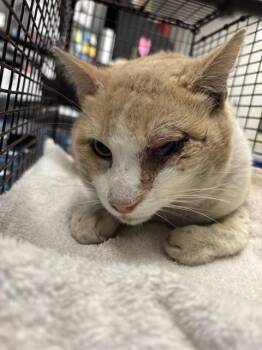 Domestic Short Hair Cats Available for Adoption in Ontario, California - NIRVANA | PetCurious