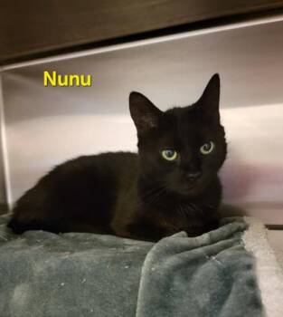 Domestic Short Hair Cats Available for Adoption in Fort Worth, Texas - Nunu | PetCurious