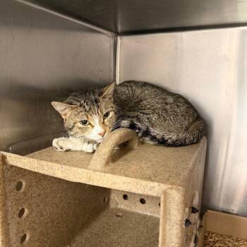 Tigrena -  Domestic Short Hair Cat Available for Adoption in Philadelphia, Pennsylvania - Tigrena | PetCurious