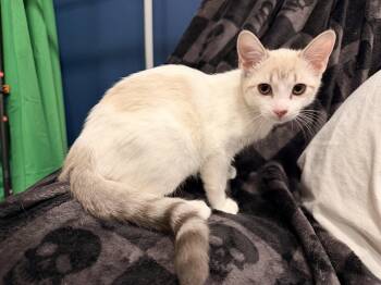 Quita -  Siamese and Tabby Cat for Adoption in Norco, California - Quita | PetCurious
