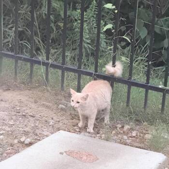 Rabina -  American Shorthair Cat for Adoption in Mount Vernon, Arkansas - Rabina | PetCurious