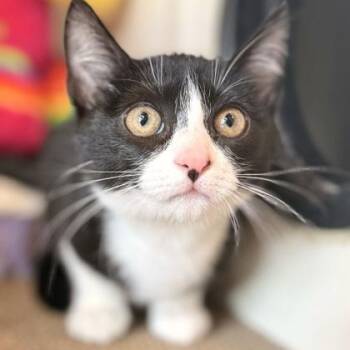CHICA -  Domestic Short Hair Cat for Adoption in Fernandina Beach, Florida - CHICA | PetCurious