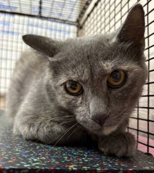 Rescue Domestic Short Hair Cats for Adoption in New Albany, Indiana - Ms. Lady | PetCurious