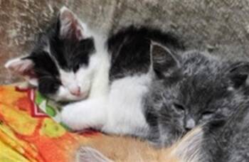 Domestic Short Hair Cats Available for Adoption in Stockton, California - A375504 | PetCurious