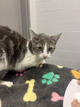 NOEL -  Domestic Short Hair Cat for Adoption in Indianapolis, Indiana - NOEL | PetCurious