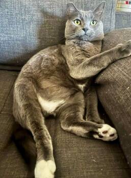 Calvin -  Domestic Short Hair Cat for Adoption in Camarillo, California - Calvin | PetCurious