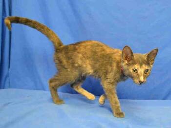 Domestic Short Hair Cats Available for Adoption in Brentwood, Missouri - SASHA | PetCurious