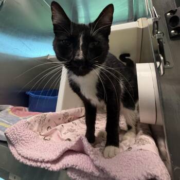 Moonlight -  Domestic Short Hair Cat for Adoption in Fairport, New York - Moonlight | PetCurious