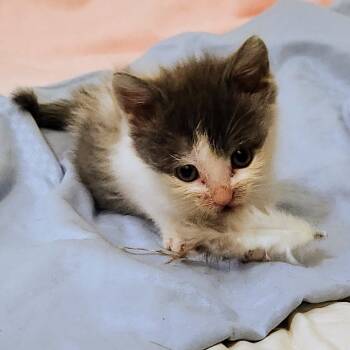 Domestic Short Hair Cats Available for Adoption in Chapel Hill, North Carolina - Cashew | PetCurious