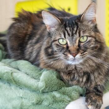 Domestic Long Hair Cats Available for Adoption in Pontiac, Michigan - Walnut | PetCurious