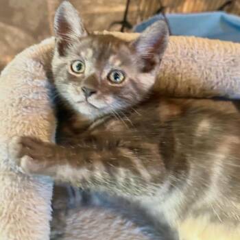 Taurus -  Domestic Short Hair Cat for Adoption in Ashland, Virginia - Taurus | PetCurious