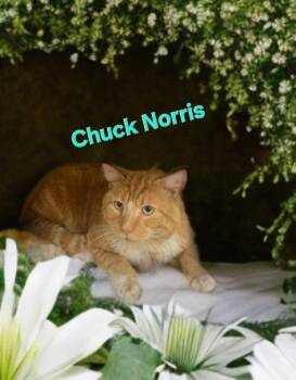 Domestic Short Hair Cats Available for Adoption in Jim Thorpe, Pennsylvania - Chuck Norris | PetCurious