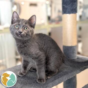Oops -  Domestic Short Hair Cat for Adoption in Toledo, Ohio - Oops | PetCurious