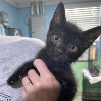 Poppy -  Domestic Short Hair Cat for Adoption in Newport, North Carolina - Poppy | PetCurious