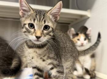 BOAGRIUS -  Domestic Short Hair Cat for Adoption in Tustin, California - BOAGRIUS | PetCurious