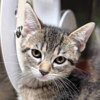 Domestic Short Hair Cats Available for Adoption in Jefferson, Wisconsin - Flamingo - Reduced Fee! | PetCurious
