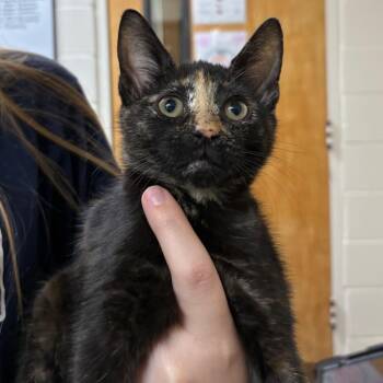 Rosa 28596 -  Domestic Short Hair Cat for Adoption in Middleburg, Florida - Rosa 28596 | PetCurious