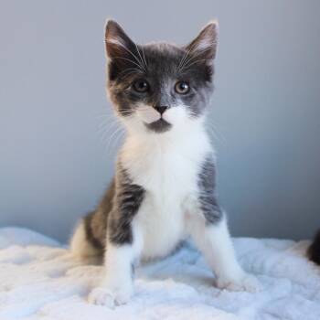 Rescue Domestic Short Hair Cats for Adoption in Wayne, New Jersey - Bailey | PetCurious